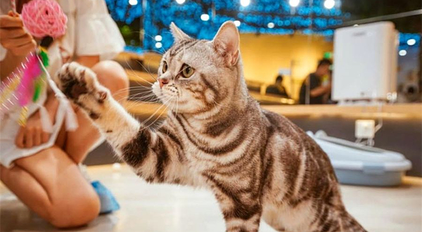 猫咪博物馆(城中万达店)