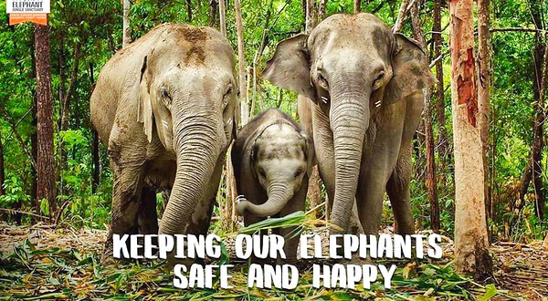 清迈大象丛林保护区