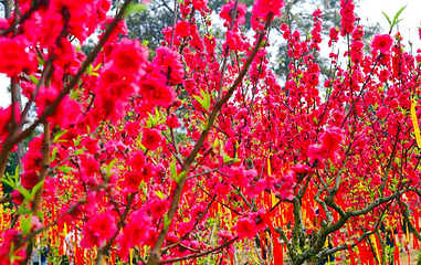 青秀山风景区-桃花岛第 1 张图片