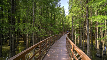 青山湖水上森林