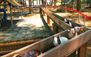 横山一梵开心农场