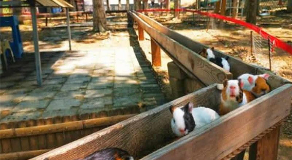 横山一梵开心农场