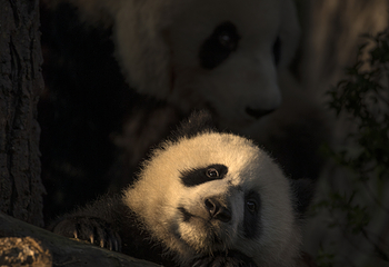 下渚湖熊猫园第 15 张图片