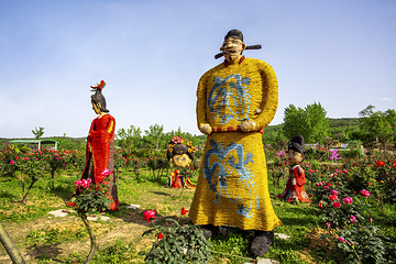 月季花海第 8 张图片