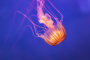 热那亚水族馆第 4 张图片