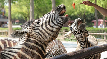 上海野生动物园-斑马