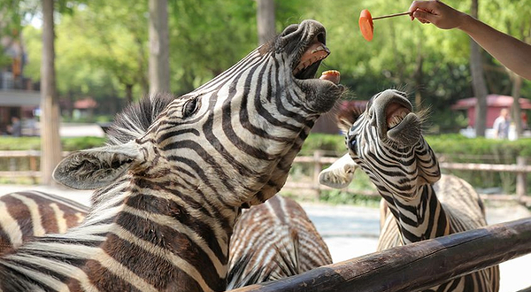 上海野生动物园-斑马