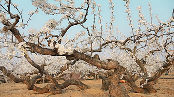 梨乡风情旅游区