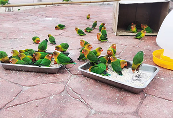 大畲花乐园第 89 张图片