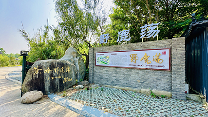 黄海野鹿荡第 8 张图片