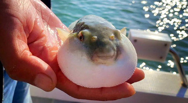 芝罘岛海钓俱乐部