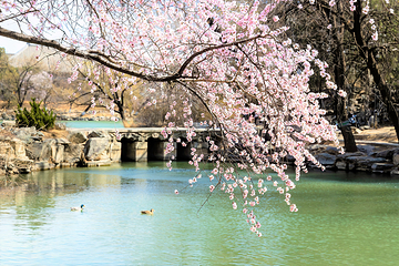 北京大学-未名湖第 4 张图片