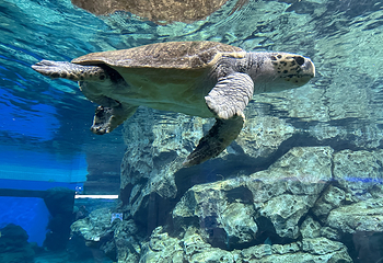 名古屋港水族馆第 19 张图片