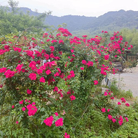 燕子岩风景区