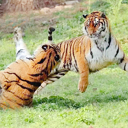 爱保野生动物世界