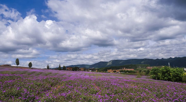 弥勒薰衣草庄园