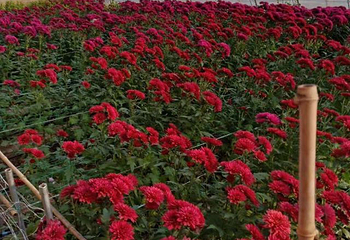 曹州百花园第 16 张图片
