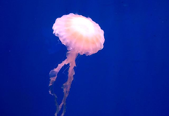 南海洋水母王国第 27 张图片