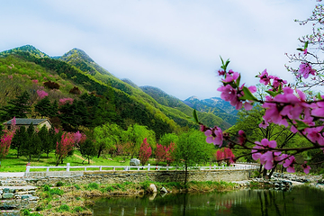 泰山风景区第 441 张图片