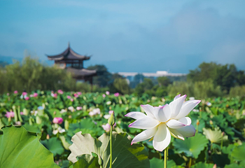 建宁修竹荷苑第 12 张图片