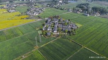 崇州田园油菜花海