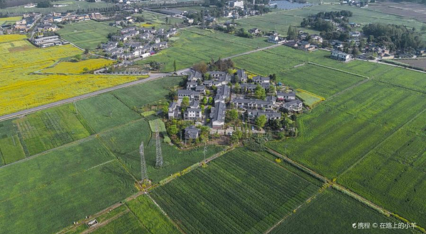 崇州田园油菜花海