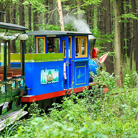 金湖水上森林景区