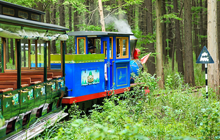 金湖水上森林景区