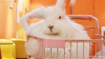 成都安哥拉巨兔体验馆