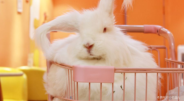 成都安哥拉巨兔体验馆