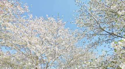 四歌樱花园第 1 张图片