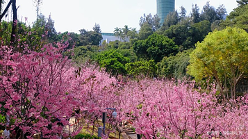 狐尾山公园-樱花谷