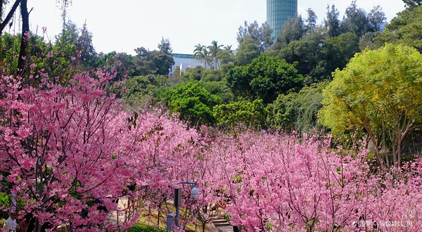 狐尾山公园-樱花谷