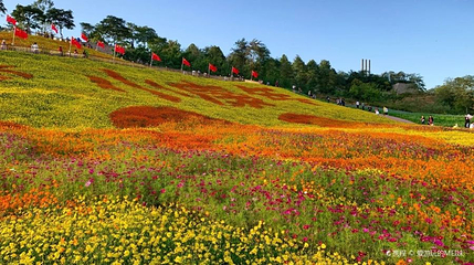 麻念庄花海第 1 张图片
