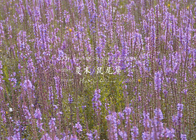 群力外滩生态湿地