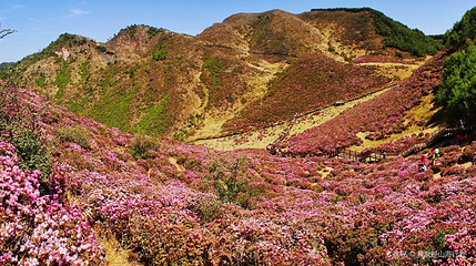 马鹿塘花海景区第 1 张图片