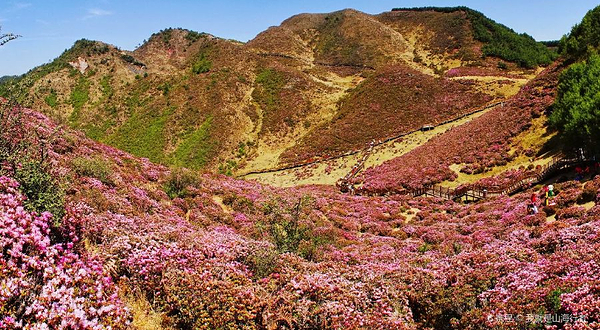 马鹿塘花海景区
