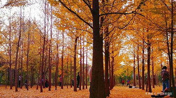 濮阳濮上园旅游度假区