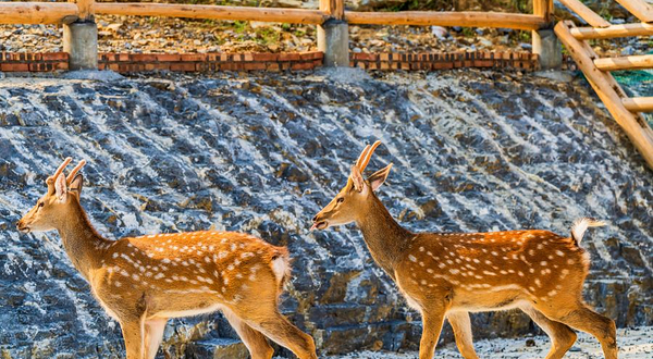 凤凰中华大熊猫苑