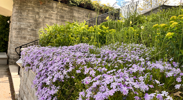 加拿大皇家植物园