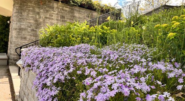 加拿大皇家植物园