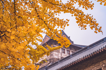 南京大学(鼓楼校区)第 7 张图片