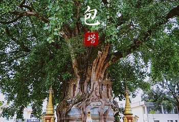 树包塔第 4 张图片