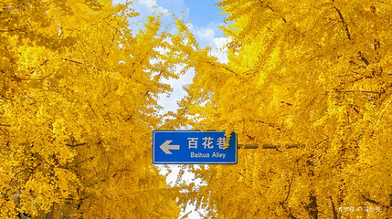 银杏路第 1 张图片