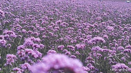 香花海第 1 张图片