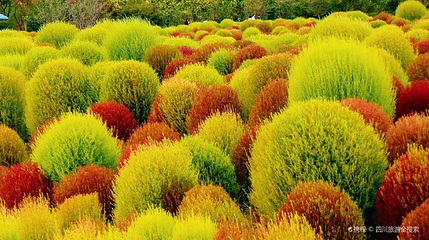 梦幻成都植物迷宫主题园第 1 张图片