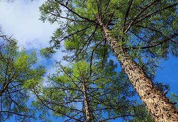 内蒙古阿里河国家森林公园第 12 张图片