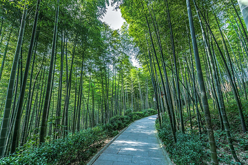 天目湖南山竹海景区-熊猫馆第 9 张图片