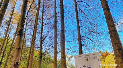 天花井国家森林公园第 1 张图片