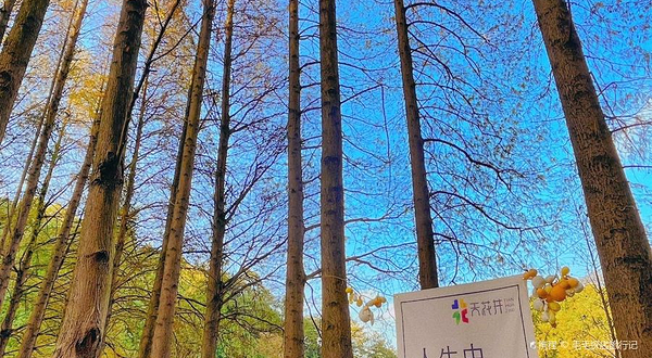 天花井国家森林公园